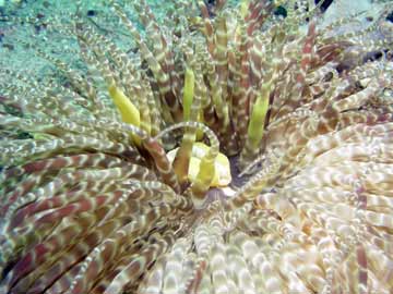 Sand Anemone