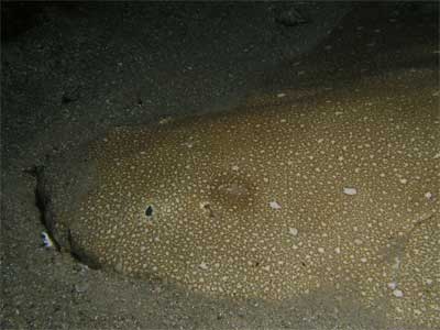 Angelshark