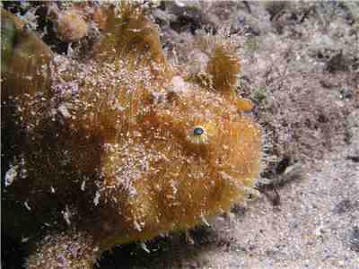 Striped anglerfish