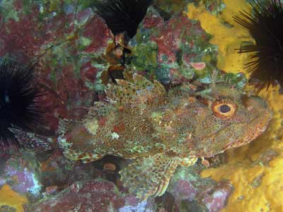 Annas Reef
