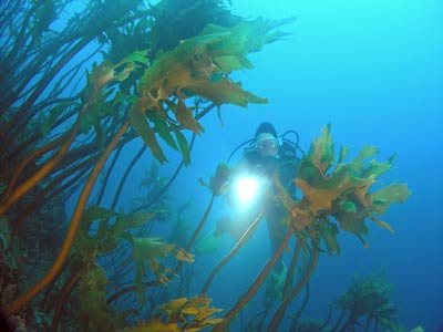 Annas Reef