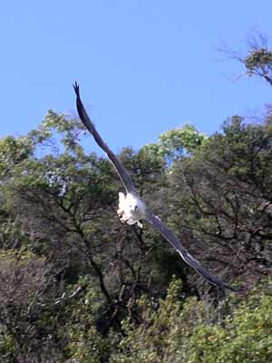 Sea Eagle