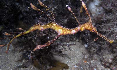 Baby sea dragon