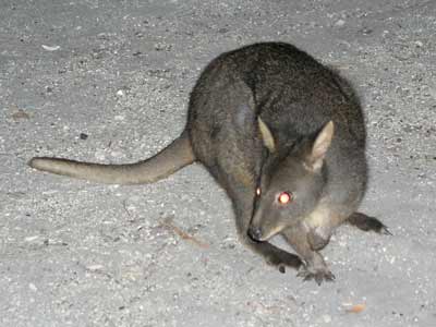 Pademelon