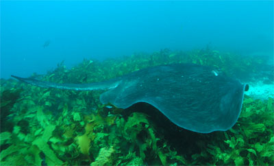 A ray at the Balcony