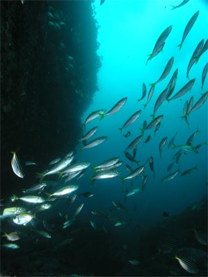 Yellowtail at The Balcony