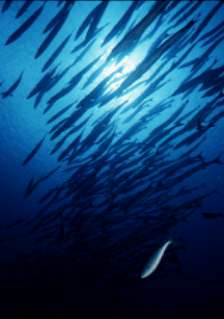 A huge school of barracudas at the Blue Corner