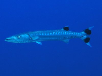 barracuda