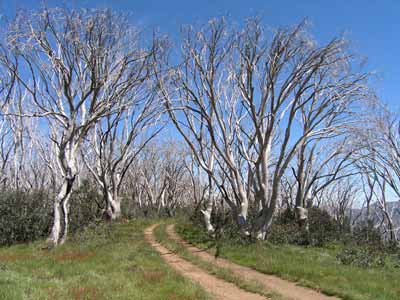 Basalt Knob Track