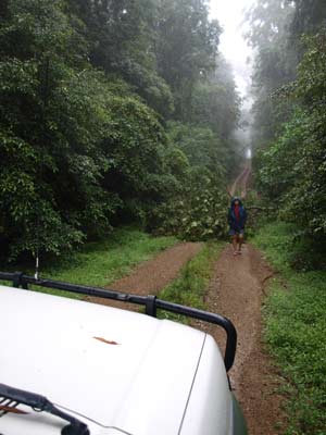 Tree across Cockerawombeeba Road