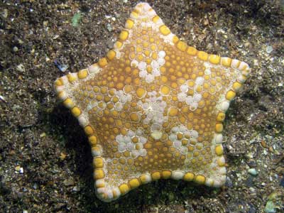 Biscuit star