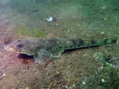 Flathead