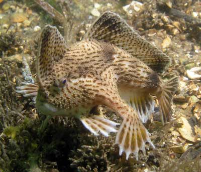 Australian Handfish