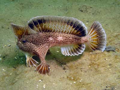 Australian Handfish