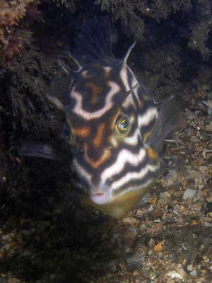 Shaws Cowfish