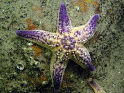 Starfish