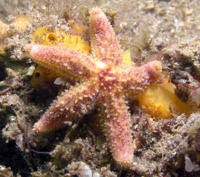 Starfish