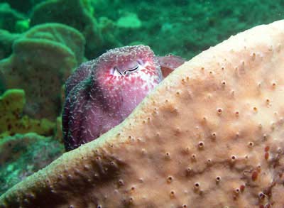 Cuttlefish