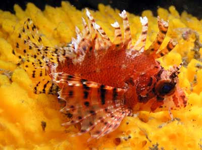 Firefish