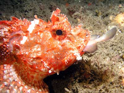 Rockcod eating