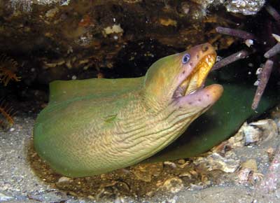 Moray eel