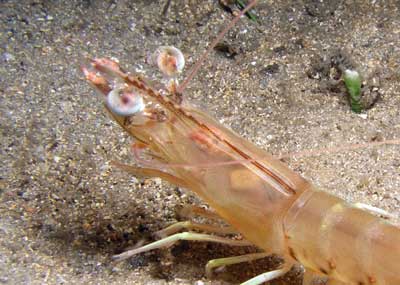 Prawn