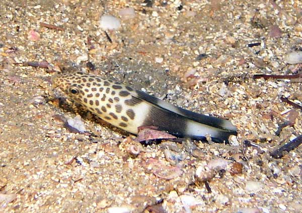 Halfband snake eel