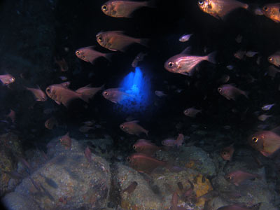 Big Eye Lair