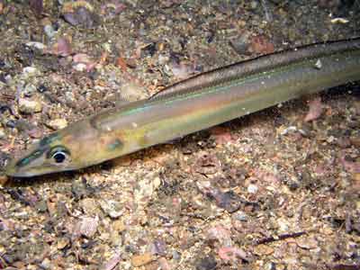 Conger eel