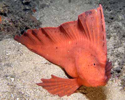 Red Indianfish