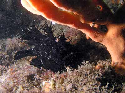 Black anglerfish
