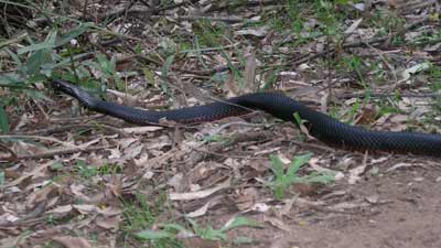 Black Snake