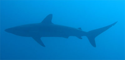 Black whaler