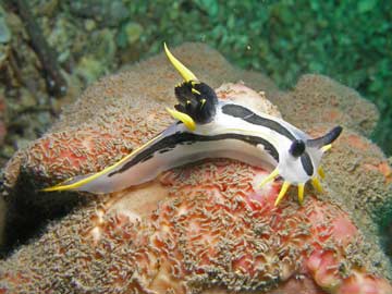 Colourful nudibranch