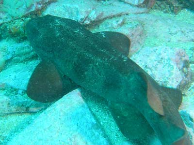 Blind Shark Reef