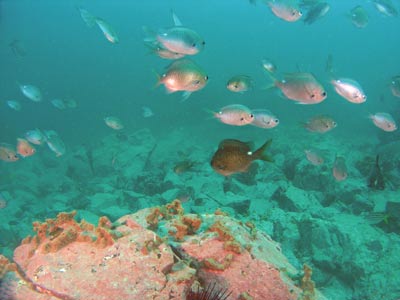 Blind Shark Reef One Spot Pullers