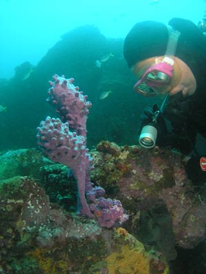 Blind Shark Reef Sea Squirts