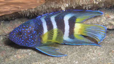 Eastern blue devilfsh