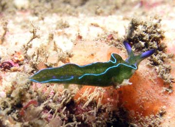 Blue Green Nudi