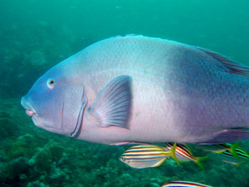 Immature Yellowtail Angelfish