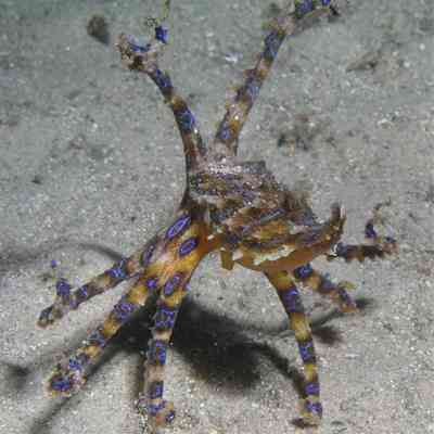 Blue ringed octopus