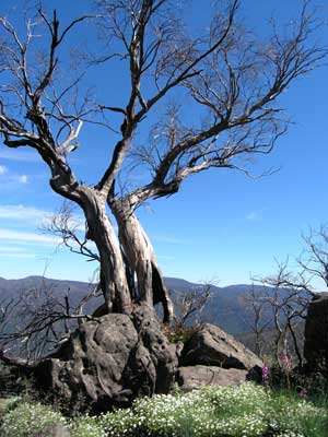 Bluff Hut