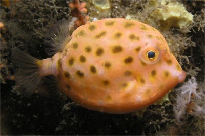 Boxfish