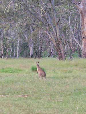 Buenba Kangaroo
