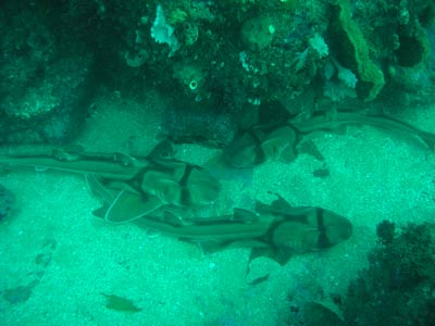 Port Jackson sharks