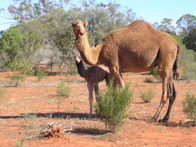 Camels