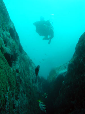 Cape Banks Reef