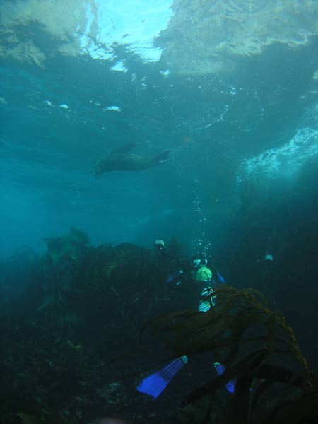 Cape Hauy Seals