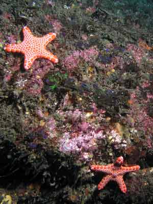A couple of biscuit stars at Yena Gap