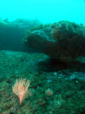 The reef at Yena Gap